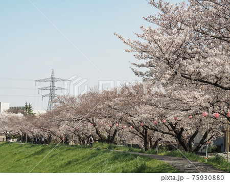 埼玉県志木市・柳瀬川桜並木 埼玉県志木市・柳瀬川桜並木 75930880