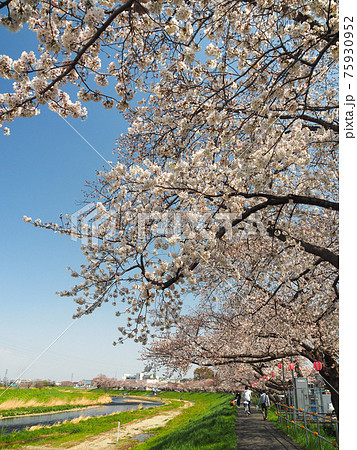 埼玉県志木市・柳瀬川桜並木 埼玉県志木市・柳瀬川桜並木 75930952