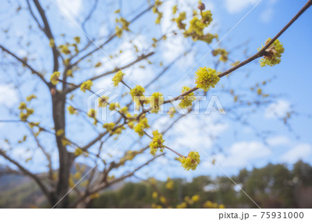 ダンコウバイの花 ダンコウバイの花 75931000