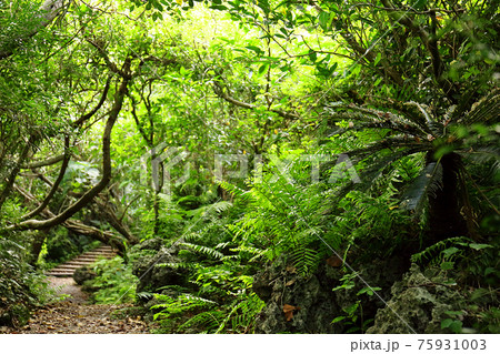 ホロホローの森(沖縄県島尻郡八重瀬町字具志頭) ホロホローの森(沖縄県島尻郡八重瀬町字具志頭) 75931003