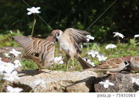 雀グループと花ニラ 75931063