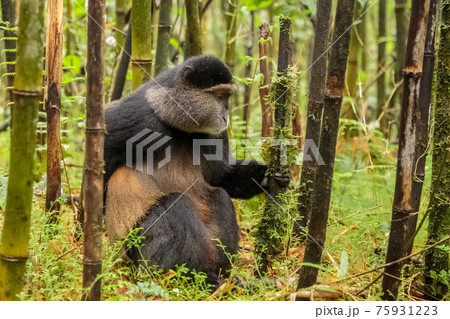 Rwandan golden monkey sitting in the middle of green bamboo forest, Rwanda 75931223