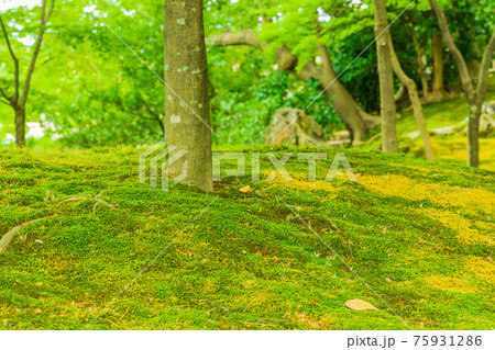 石川県金沢市 夏の兼六園風景 石川県金沢市 夏の兼六園風景 75931286