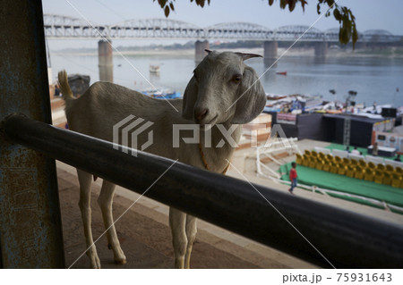 ガンジス河のヤギ 75931643
