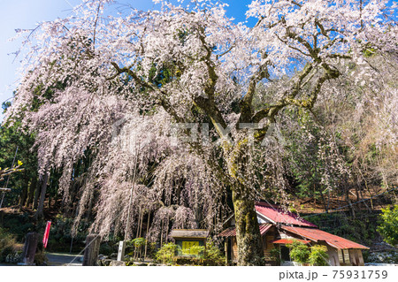 朝日之祖師堂としだれ桜 朝日之祖師堂としだれ桜 75931759
