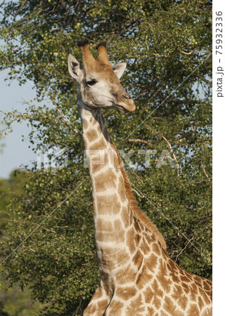 Giraffa, Kruger National Park 75932336