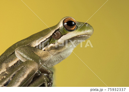 Frog,  La Pampa, Argentina 75932337