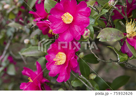 ピンク色のサザンカの花が咲いています。学名はCamellia sasanquaです。 ピンク色のサザンカの花が咲いています。学名はCamellia sasanquaです。 75932626