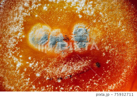 natural mold on red, abstract background 75932711