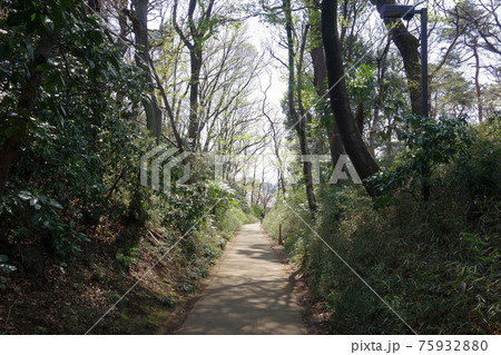 東京都国分寺市の伝鎌倉街道(北側から) 東京都国分寺市の伝鎌倉街道(北側から) 75932880