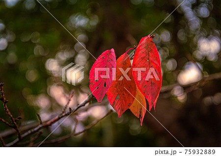 紅葉の季節、赤色の葉っぱ、10月30日、宝塚市、日本 75932889