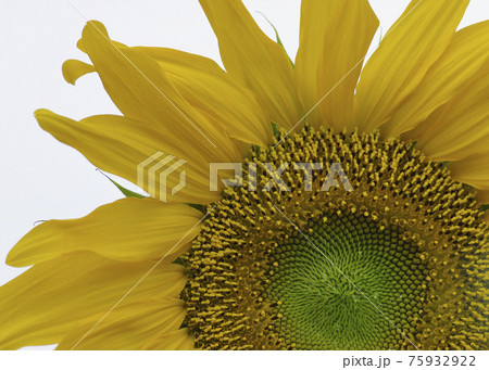 ひまわりの花アップの写真素材