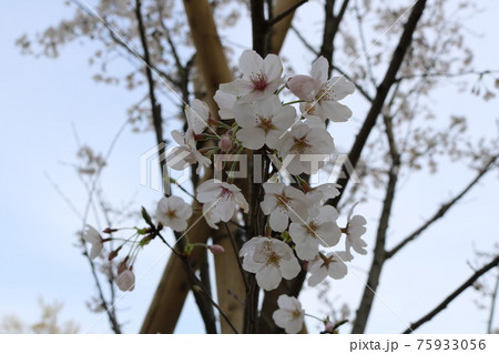 東京都高井戸公園にある桜の木々 75933056