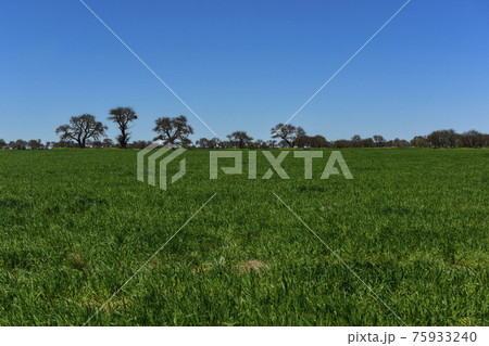 Calden Tree, Landscape,Pampas 75933240