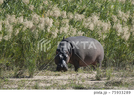 Hippopotamus , Kruger National Park , Africa 75933289