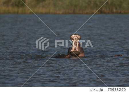 Hippopotamus , Kruger National Park , Africa 75933290