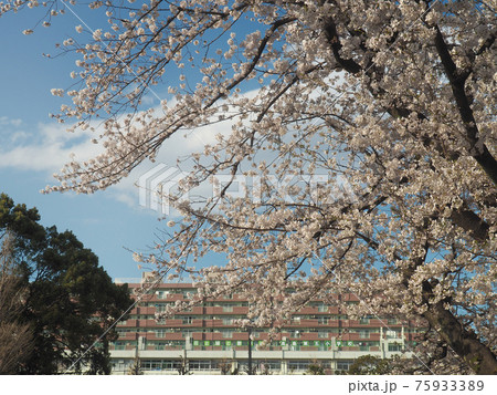 都立赤塚公園の桜並木 都立赤塚公園の桜並木 75933389