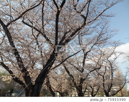 都立赤塚公園の桜並木 都立赤塚公園の桜並木 75933390