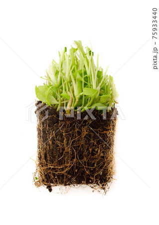 green sprouts in soil cross section, isolated on white green sprouts in soil cross section, isolated on white 75933440