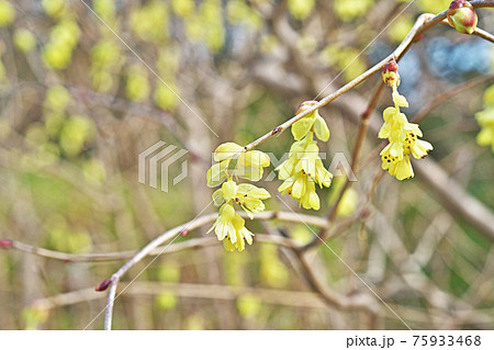 黄色いトサミズキの花 黄色いトサミズキの花 75933468