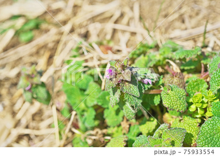 ピンクの小さなヒメオドリコソウの花 ピンクの小さなヒメオドリコソウの花 75933554