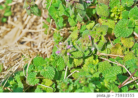 ピンクの小さなヒメオドリコソウの花 ピンクの小さなヒメオドリコソウの花 75933555