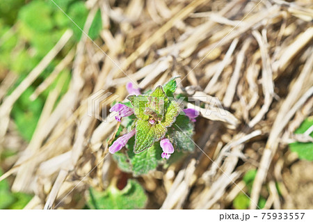 ピンクの小さなヒメオドリコソウの花 75933557