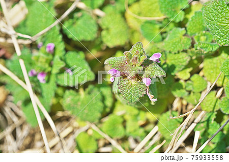 ピンクの小さなヒメオドリコソウの花 75933558