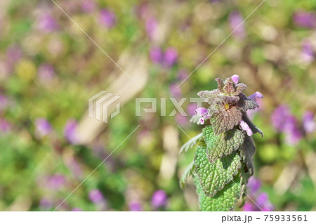ピンクの小さなヒメオドリコソウの花 75933561