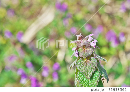 ピンクの小さなヒメオドリコソウの花 75933562