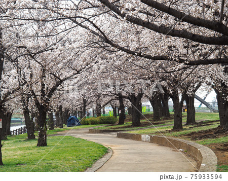 東京都北区・荒川赤羽桜堤緑地の桜並木 75933594
