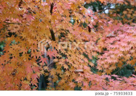 玉川上水の沿いのもみじのきれいな彩り 75933633