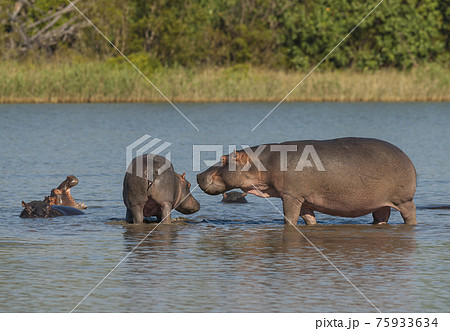 Hippopotamus , Kruger National Park , Africa 75933634