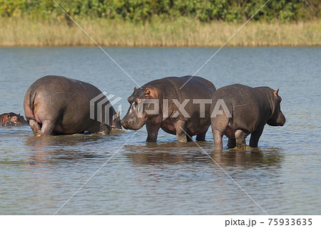 Hippopotamus , Kruger National Park , Africa 75933635