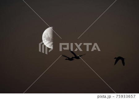 Birds and moon landscape 75933657