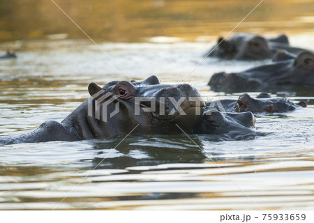 Hippopotamus , Kruger National Park , Africa 75933659