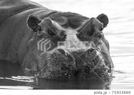Hippopotamus , Kruger National Park , Africa 75933660