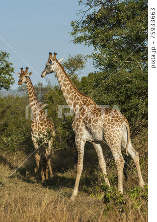 Giraffa, Kruger National Park Giraffa, Kruger National Park 75933663