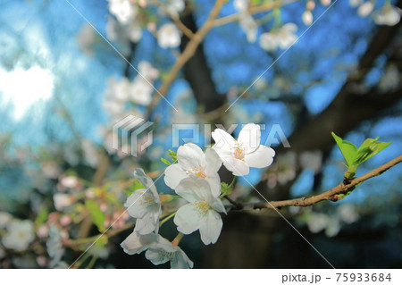 祖師谷公園の桜(ビビット) 祖師谷公園の桜(ビビット) 75933684