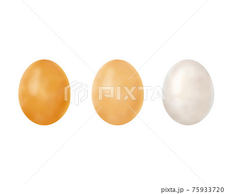リアルな卵のイラストレーションのイラスト素材