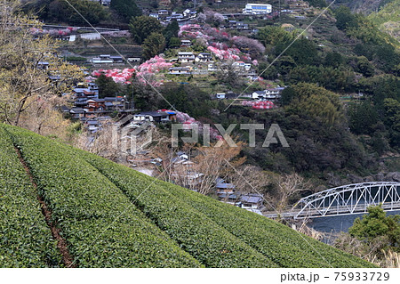 仁淀川町寺村地区 斜面を飾る花桃(高知県) 仁淀川町寺村地区 斜面を飾る花桃(高知県) 75933729