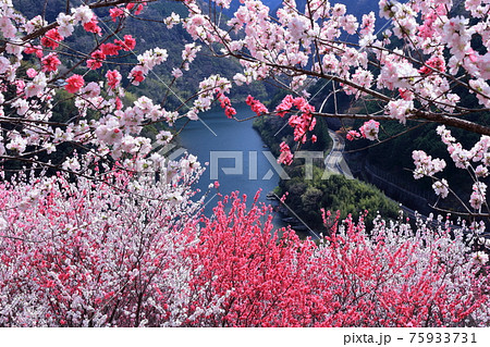 飾る花桃　仁淀川を望む　（高知県　寺村花の里公園）	 75933731