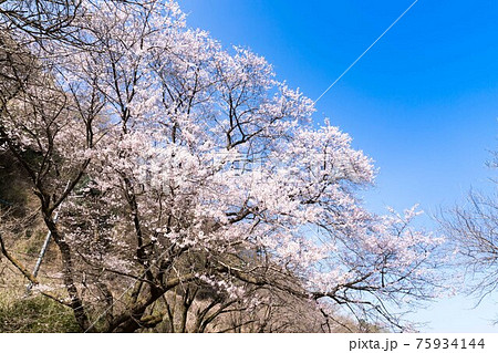 東京都 多摩川土手 桜 青空 東京都 多摩川土手 桜 青空 75934144