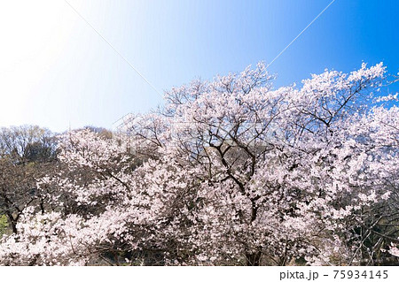 東京都 多摩川土手 桜 青空 東京都 多摩川土手 桜 青空 75934145