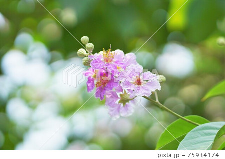 バナバ、オオバナサルスベリ（Banaba, Lagerstroemia speciosa） 75934174
