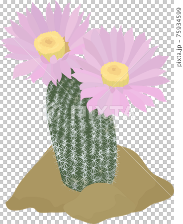 Cactus with pink flowers on the light background. 75934599