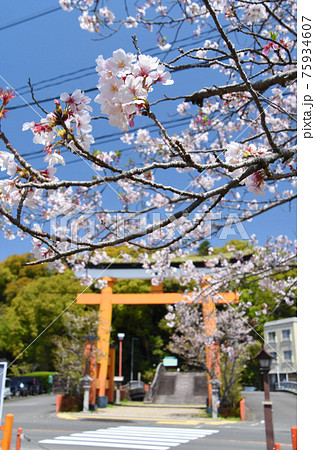 薩摩川内市・新田神社のニノ鳥居と桜 75934607