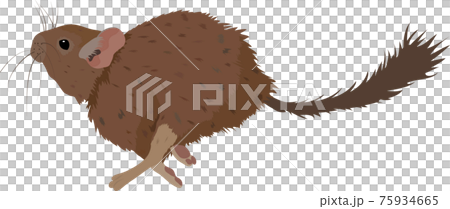 Sketch of Degu rodent pet. Vector Illustration Sketch of Degu rodent pet. Vector Illustration 75934665