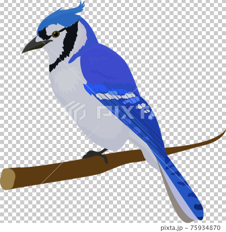 Bird Png Clip - Clipart Blue Jay Png, Transparent Png , Transparent Png  Image - PNGitem