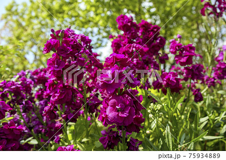 赤紫色のストックの花の写真素材